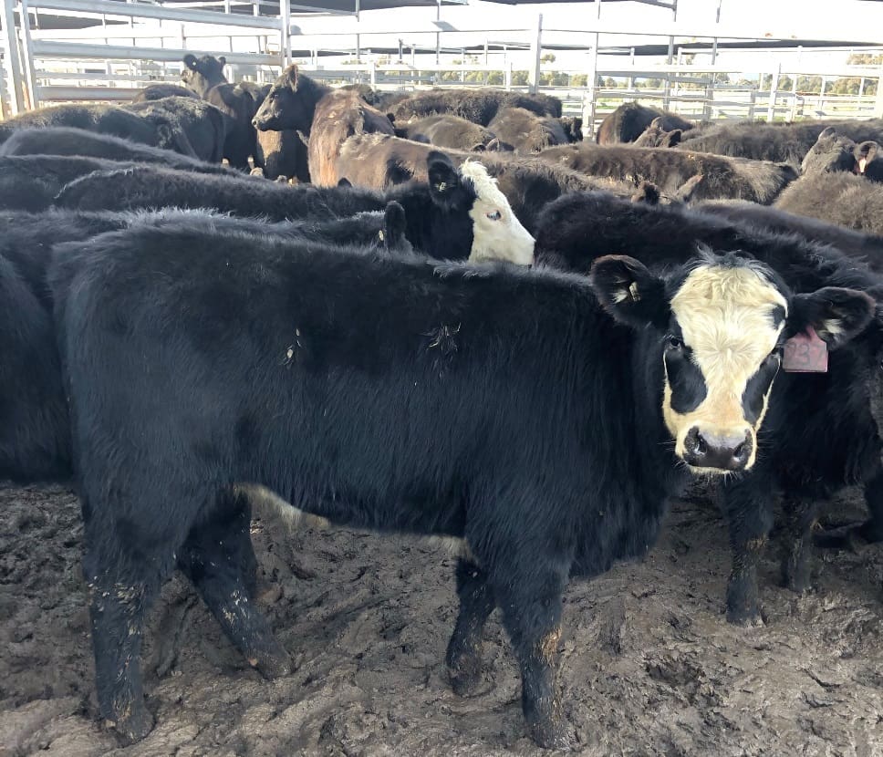 Young cattle prices head north in online trading - Beef Central