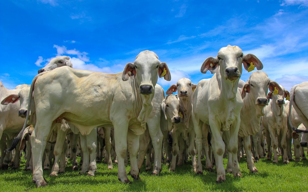 Gunn Agri Cattle Fund to post $18.34m pre-tax profit - Beef Central