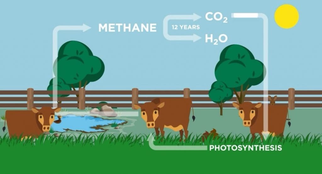 Methane Beef Central