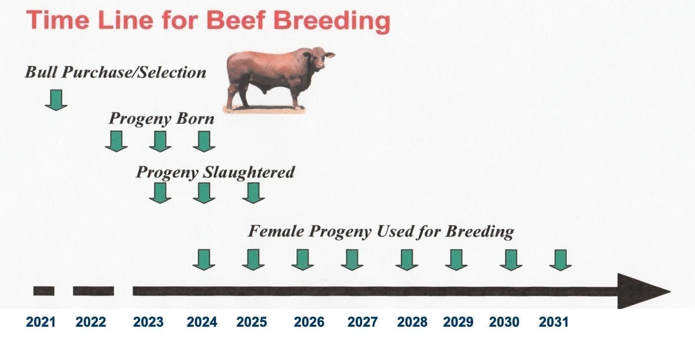 Understanding the long timeframes involved in change in beef