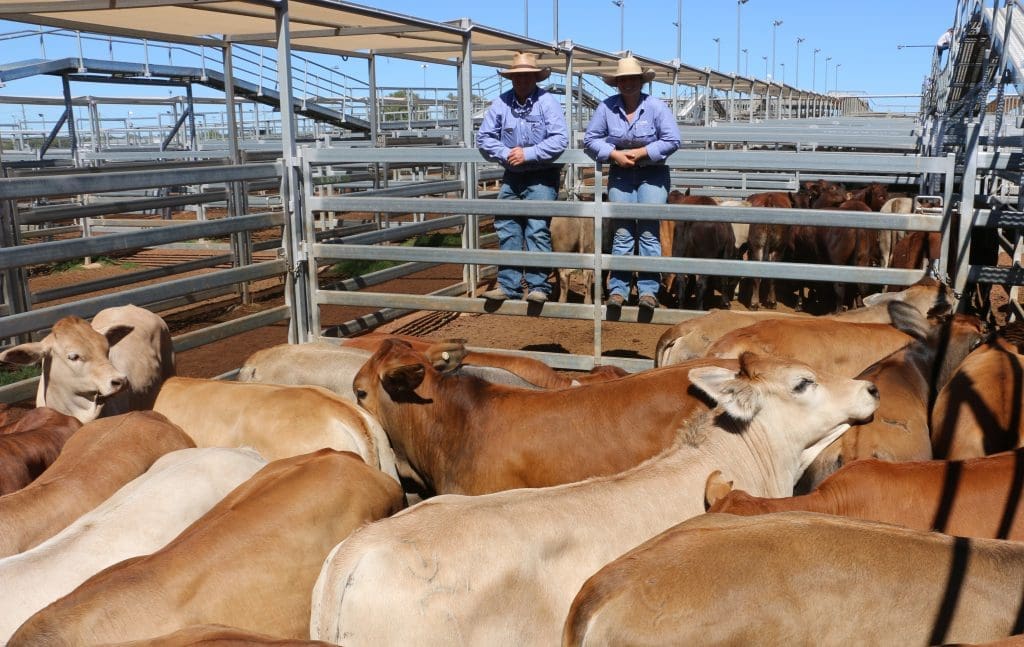 Roma sale 1 March 2022: Numbers halve to 2076 - Beef Central