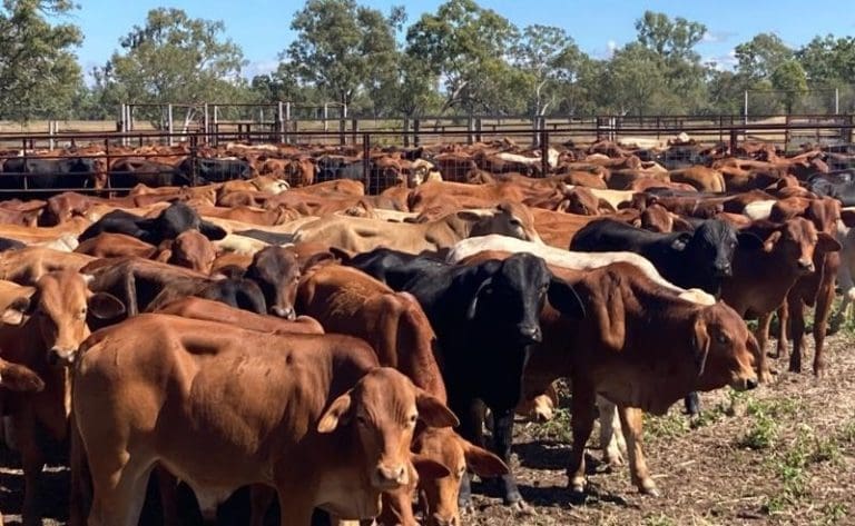 Another Tough Week In Online Cattle Trading - Beef Central