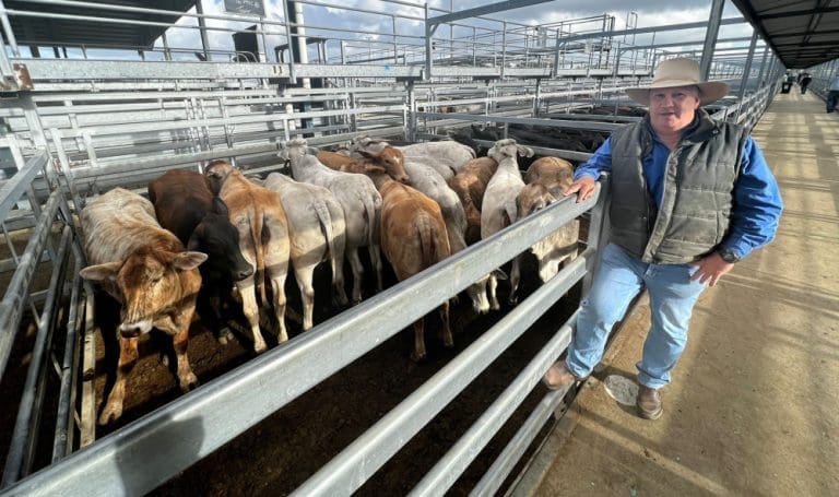 Weaners to 644c/kg at Gracemere - Beef Central