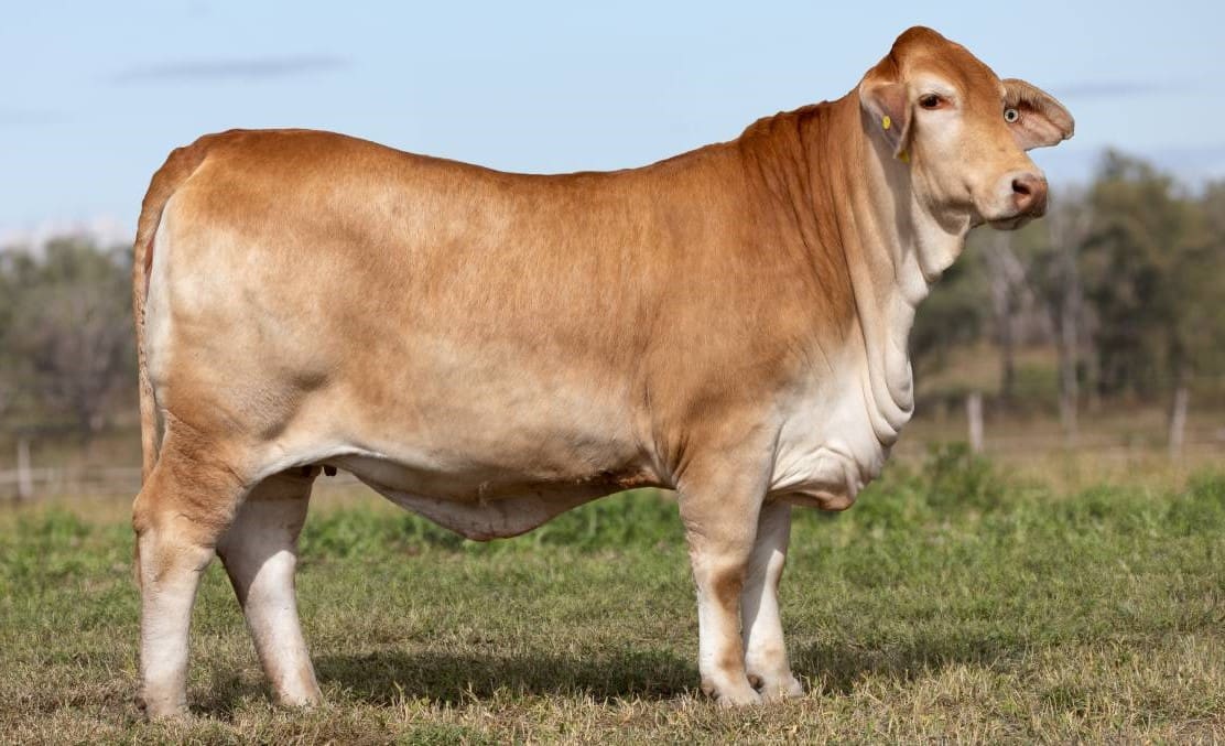 Australian stud beef cattle breed record prices at a glance - Beef Central