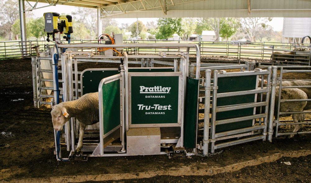 Datamars Buys Nz Stock Handling Equipment Manufacturer Prattley - Beef 