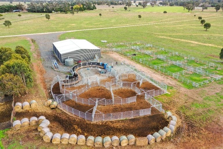 Speeding up cattle handling work in Victoria + VIDEO - Beef Central