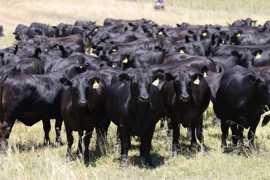 50pc Angus raising claim would not undermine Australian Angus integrity ...