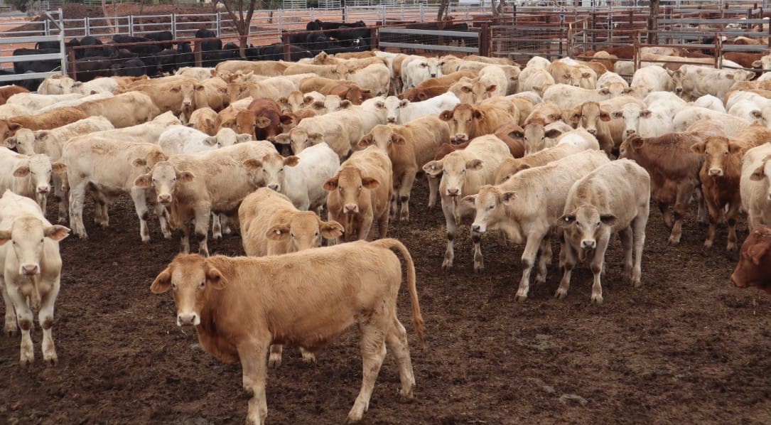 Young cattle prices rally in smaller 7085 head AuctionsPlus offering ...