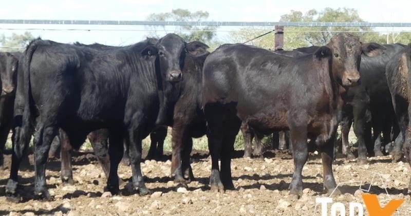 Young cattle trend downwards in larger 11,579 AuctionsPlus offering ...