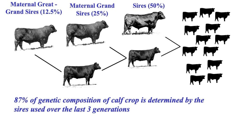 The balancing act of genetic gain - Beef Central