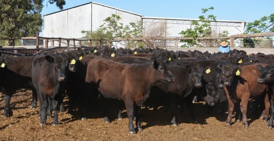 Young steer and heifer prices struggle in an oversupplied market - Beef ...