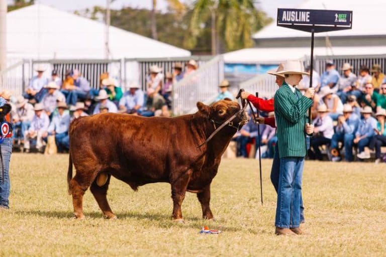 Beef Australia 2024 Stud Beef Nominations Draw Closer Beef Central   Beef 2024 Stud 768x512 