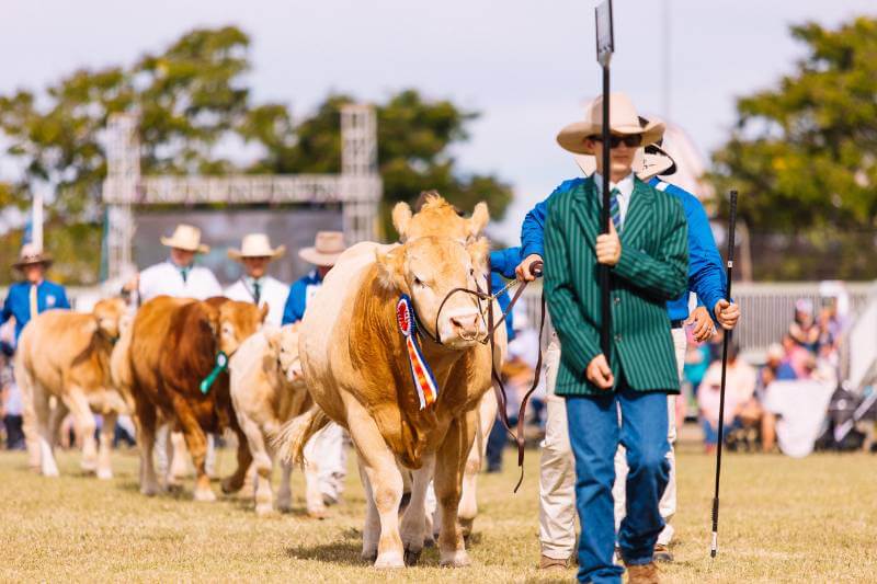 Final Beef 2024 stud numbers swell to 2024 head Beef Central